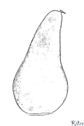 pear Coloring Pages To Print